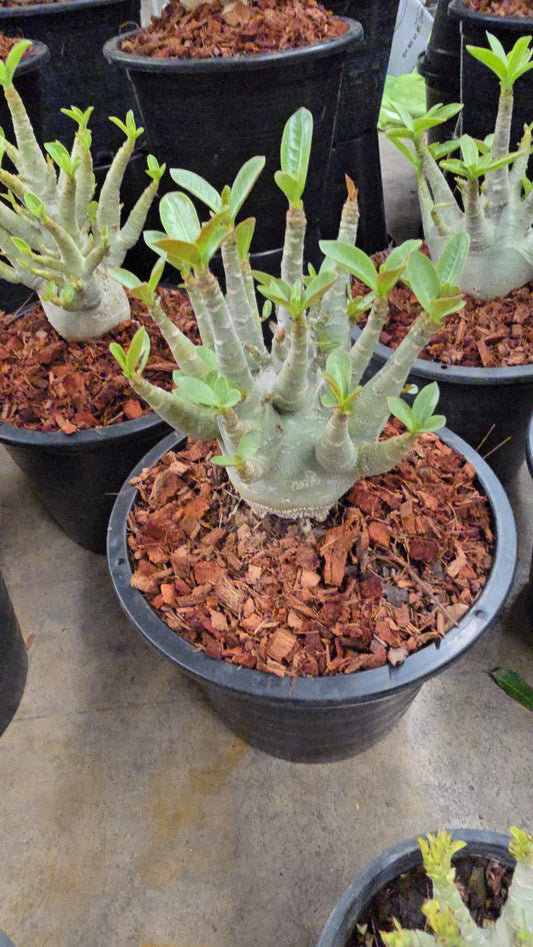 Adenium arabicum root in moss
