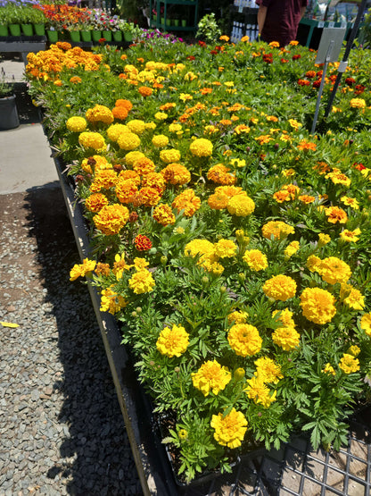 African Marigolds Yellow 6 pot of 4" set (Tagetes erecta) – Bold, Long-Blooming Garden Flower