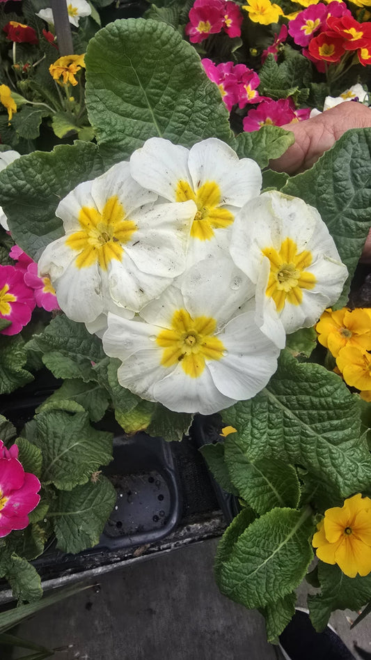 Primrose White Yellow flower full sun easy care