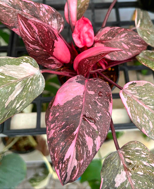 Philodendron 'Pink Princess Galaxy' Variegated Rare Plant- Get Similar Roots in moss