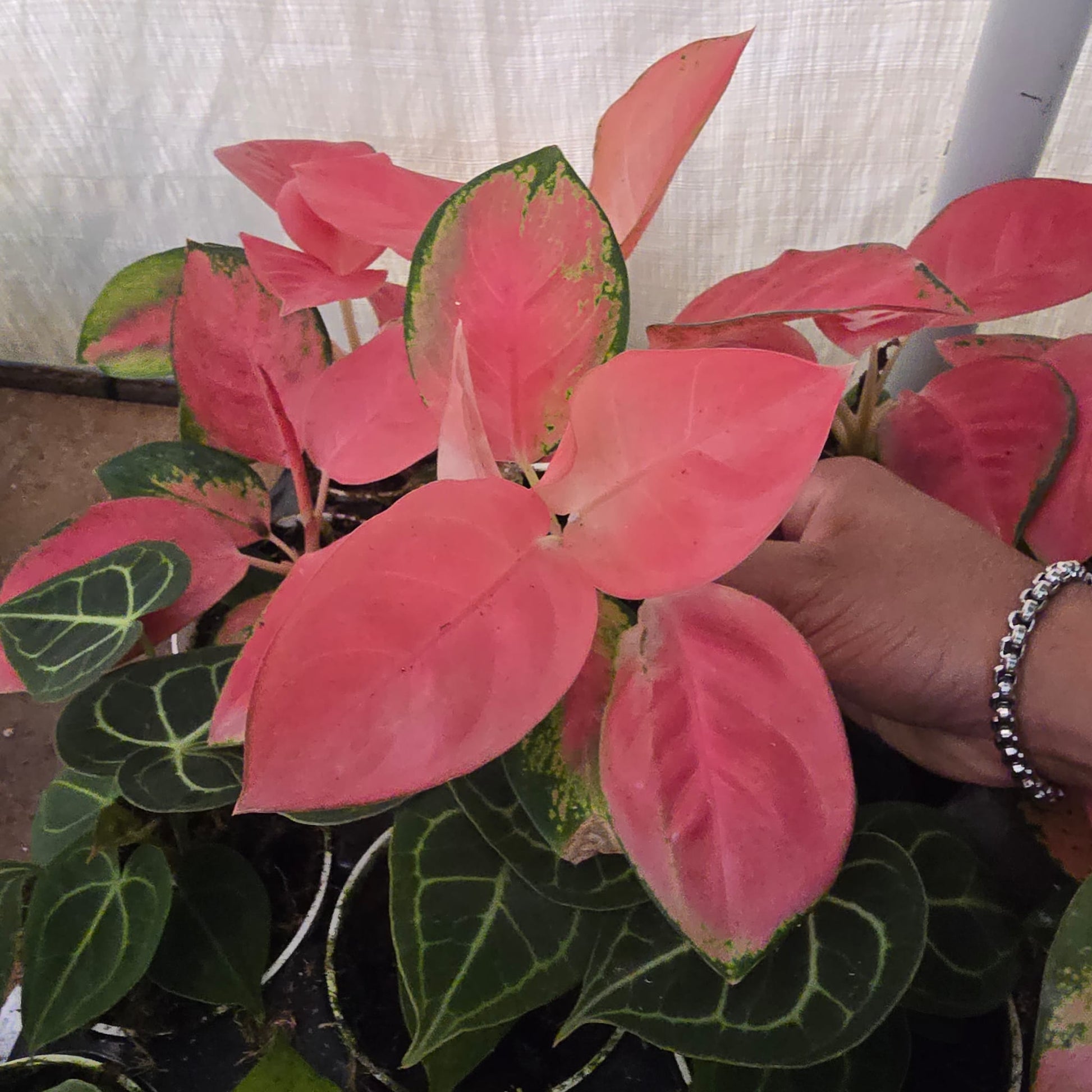 aglaonema cherry pink Aglaonema Pink Silver Cherry in 4 inch pot