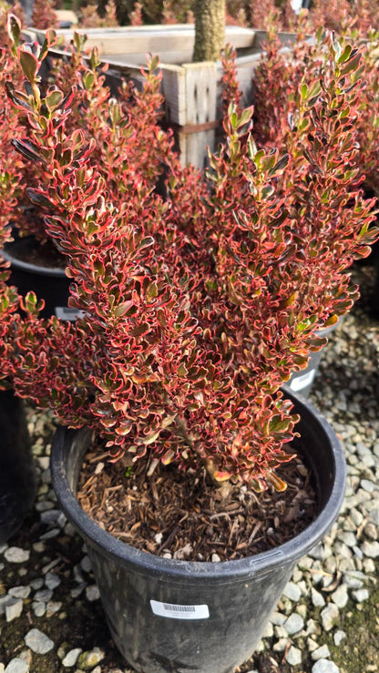 Coprosma repens 'Pacific Sunset' on 5 gallon pot - Get similar