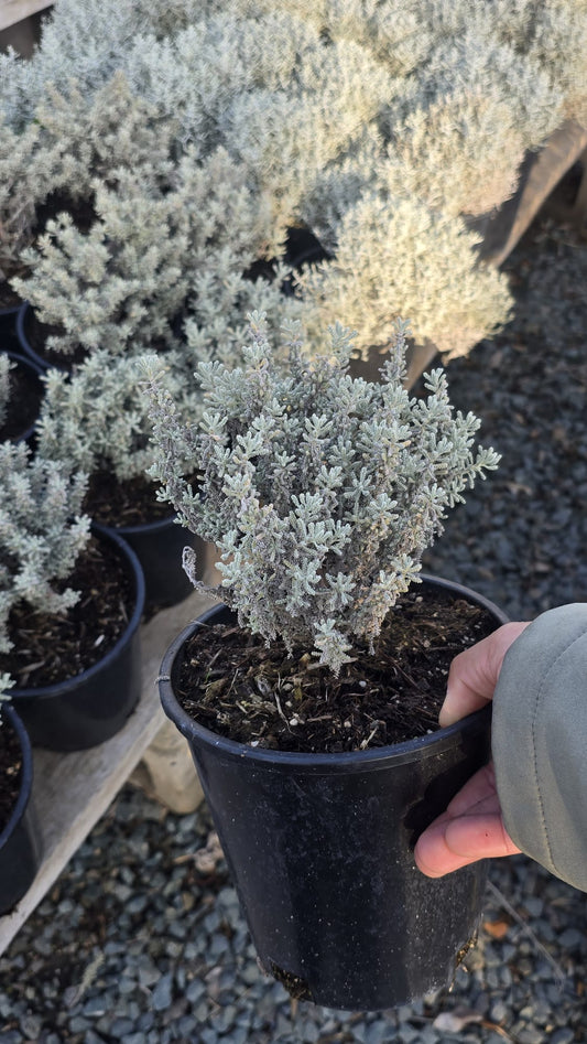 Lavender-cotton Santolina chamaecyparissus in 1 gallon pot