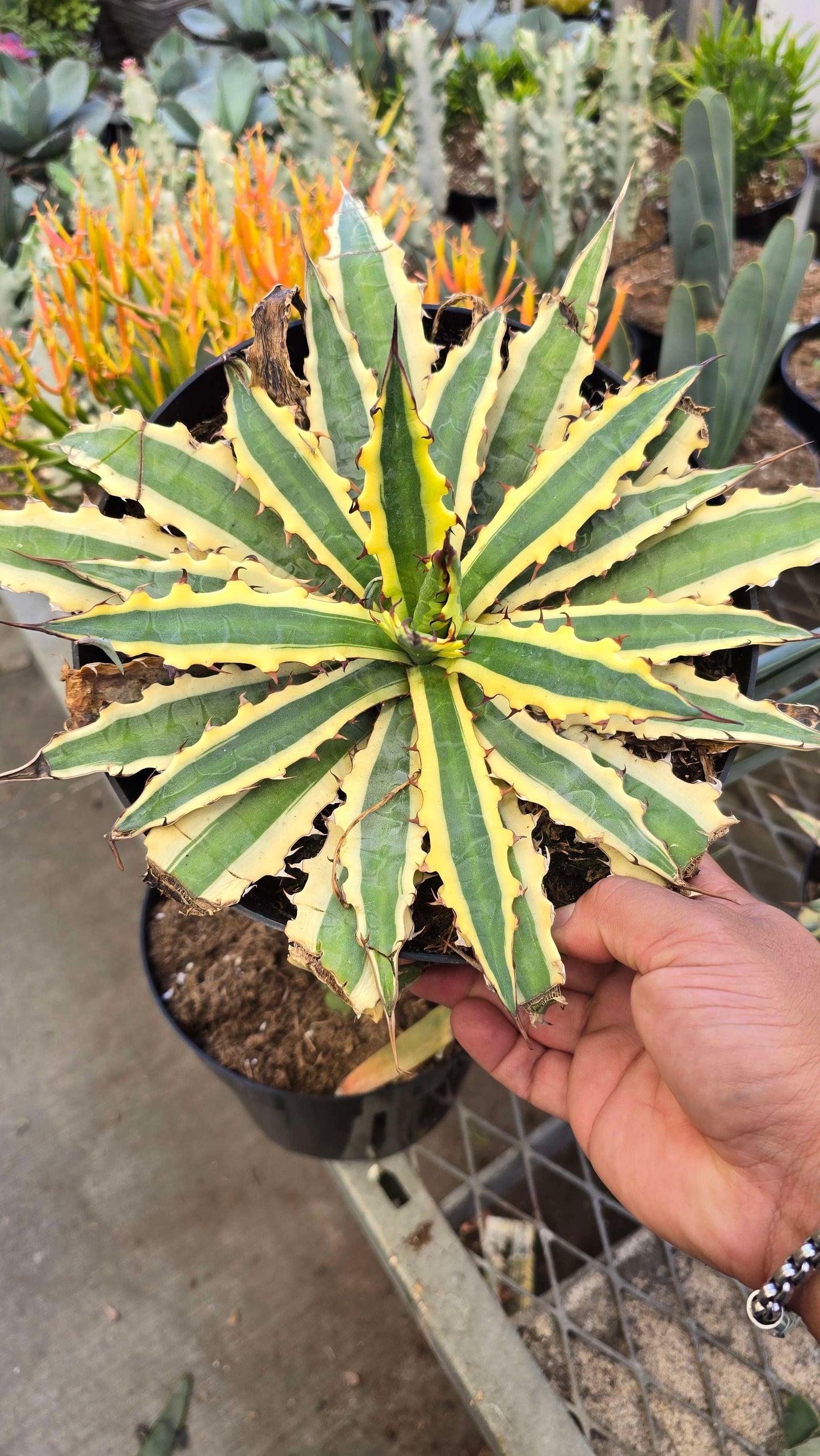 Saw Leaf Agave or Thorn-Crested Century Plant in 8 inch pot full sun