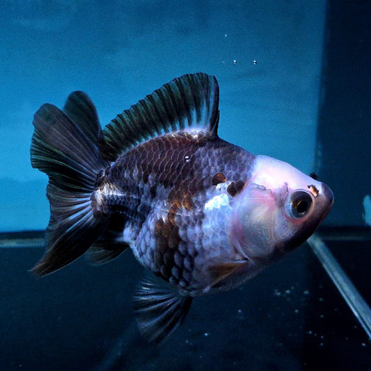 Live Exact Goldfish Oranda Show Quality Panda Yuanbao style 3.5 inch total size Female (GF1)