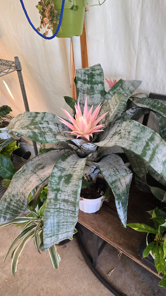 6 inch Pot- Bromelia Aechmea (Pink Flower) get similar to picture