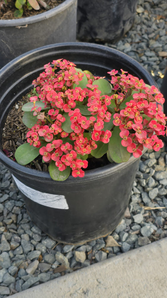 Euphorbia milii 'Jerry's Choice' in 5 gallon pot