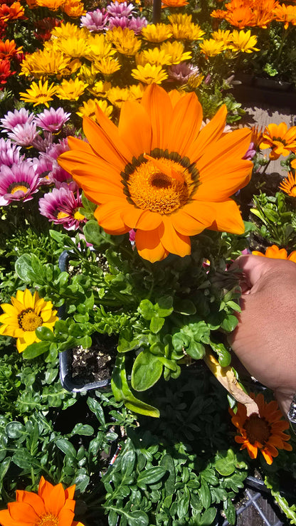 Gazania flowers orange, also known as Treasure Flowers or African Daisies 6 set of 4 inch pot