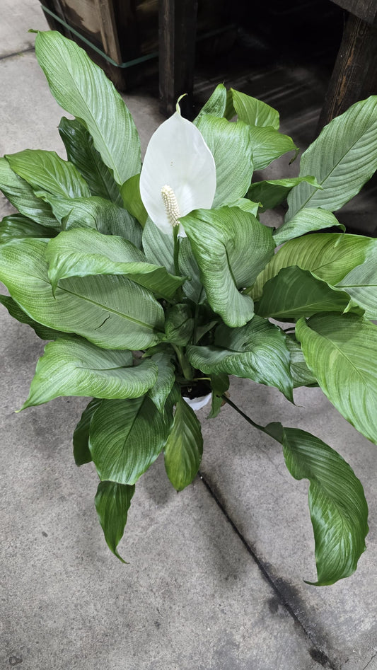 Silver mist peace lily in 8 inch pot white flower