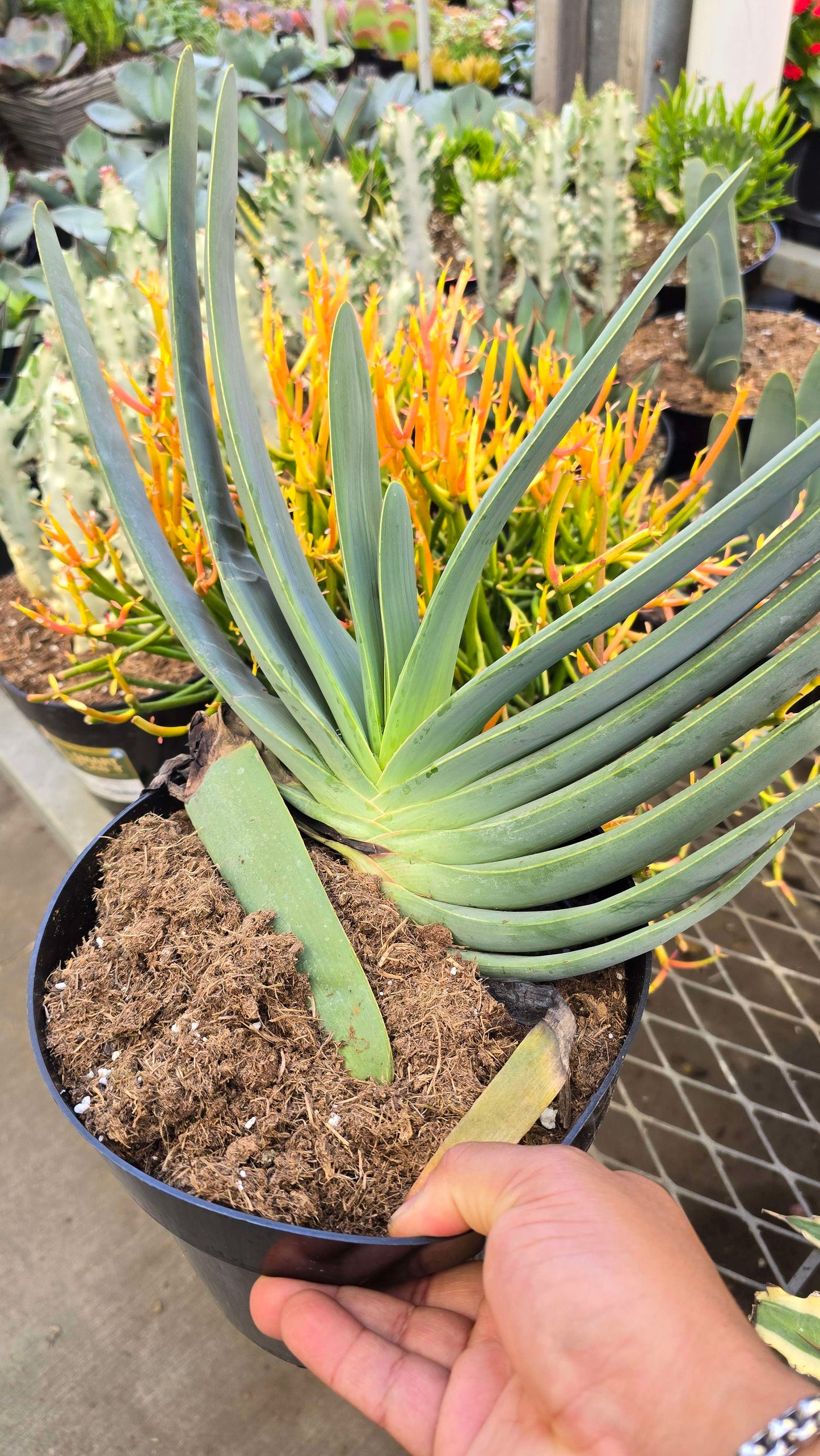 Aloe Plicatilis Fan Aloe Live Plant | Rare Succulent Tree | Drought-Tolerant | Architectural Plant | Garden or Patio Ready