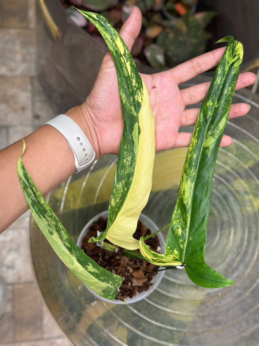 Variegated Philodendron holdtanianum  Roots in Moss 2-3 leaves - Rare, get Similar