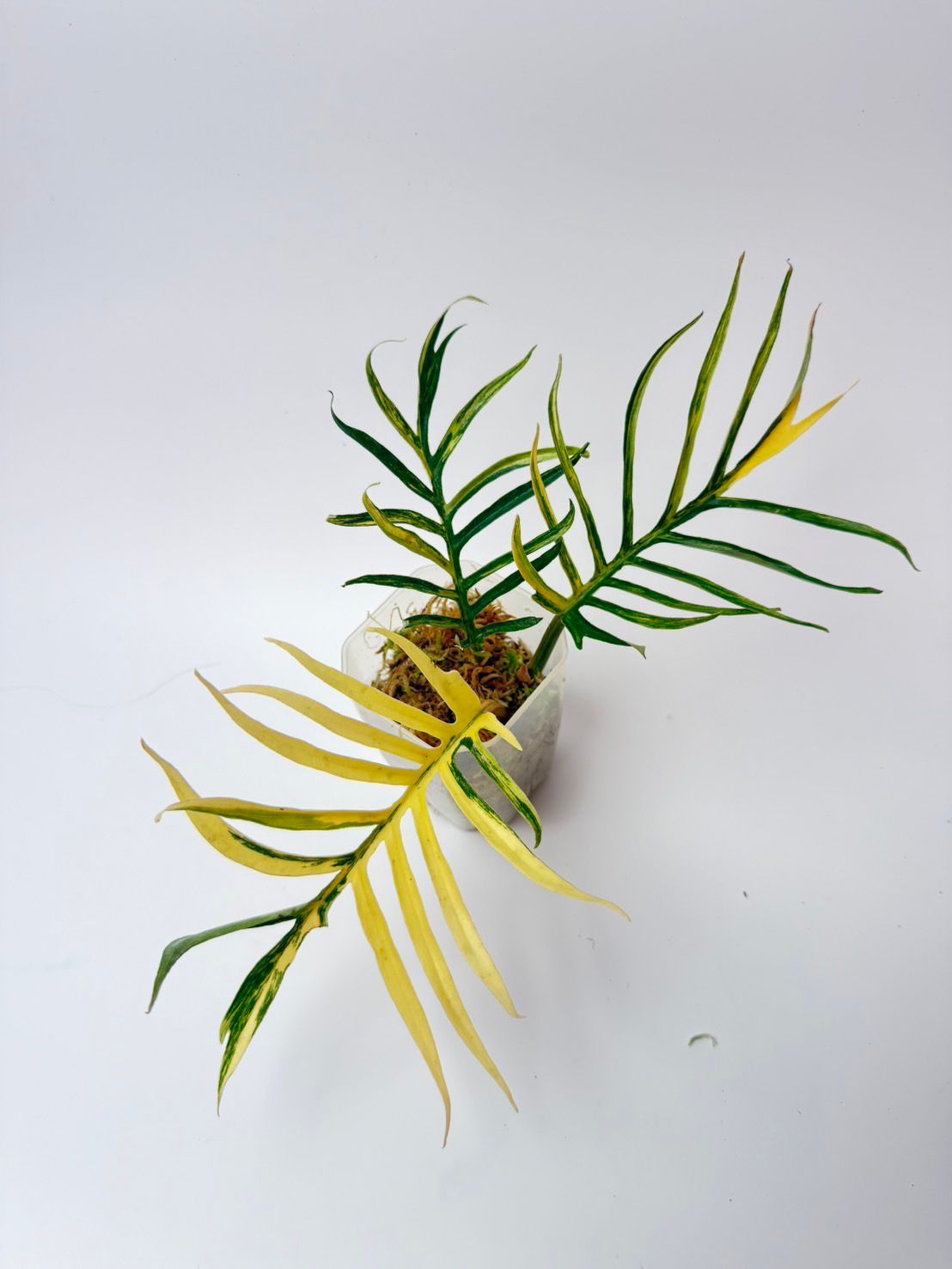 Tortum Aurea Variegated Philodendron full grown plant Roots in Moss - Rare, get Similar
