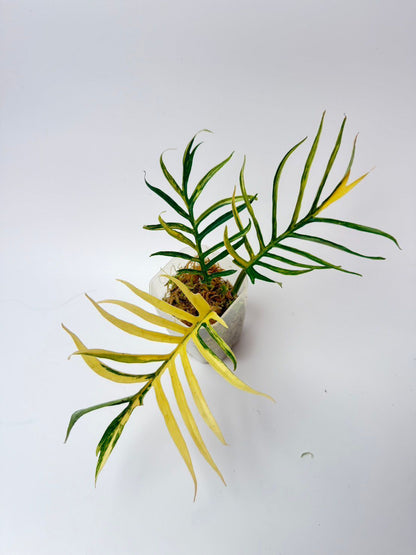 Tortum Aurea Variegated Philodendron full grown plant Roots in Moss - Rare, get Similar