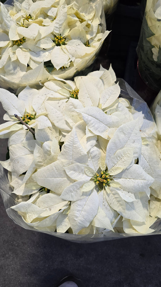 Noche buena XL 2ft tall Poinsettia White, Christmas gifts in 8 inch pot- Get Similar