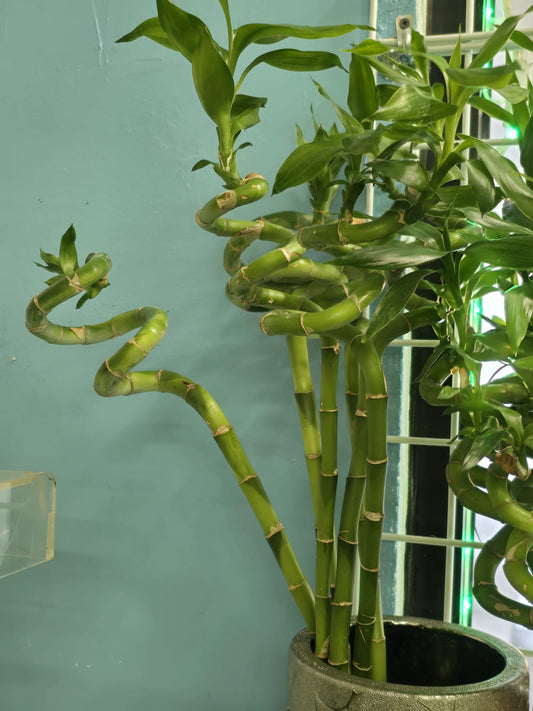 5 pcs Curly bamboo stick Chinese for good luck