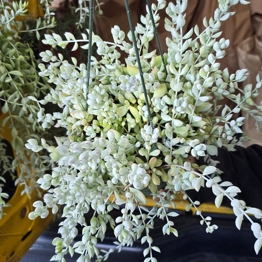 Cotyledon Pendens succulent hanging basket in 6 inch pot