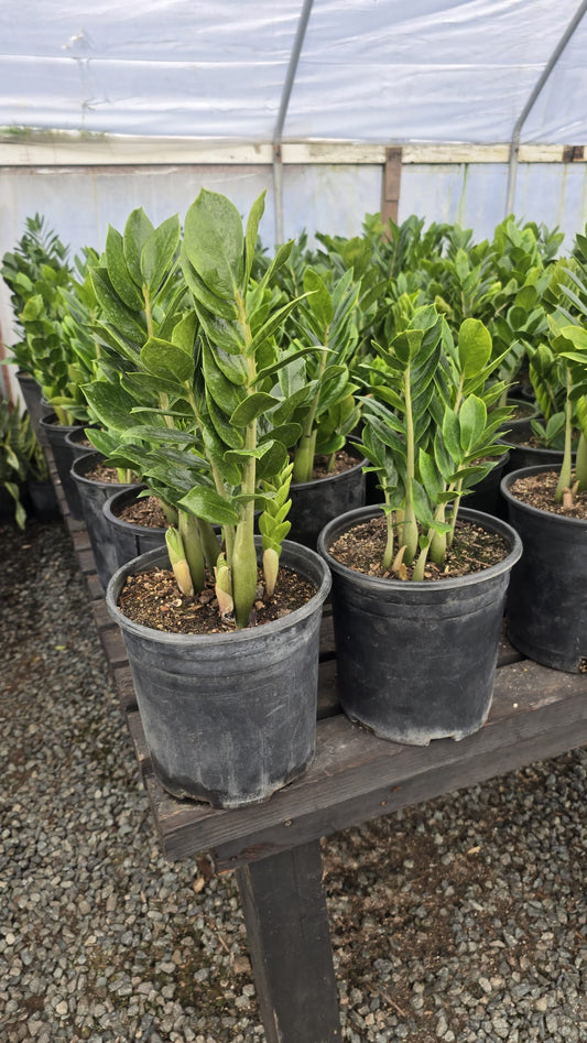 ZZ Plant green Zamioculcas zamiifolia in 3 gallon pot