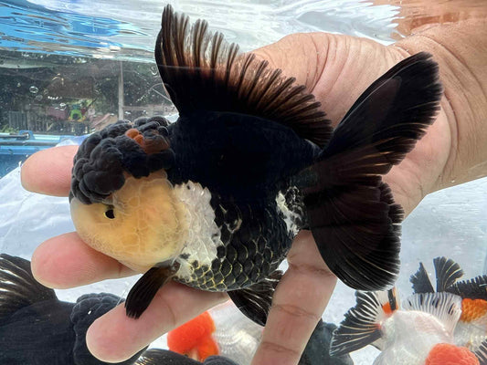 (ORA-07-AA/AAA) Panda Oranda High Quality Wholesale Bag - Pick Size and Quantity in Bag