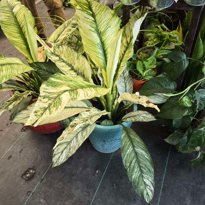 Peace Lily white Variegated in 8 inch pot