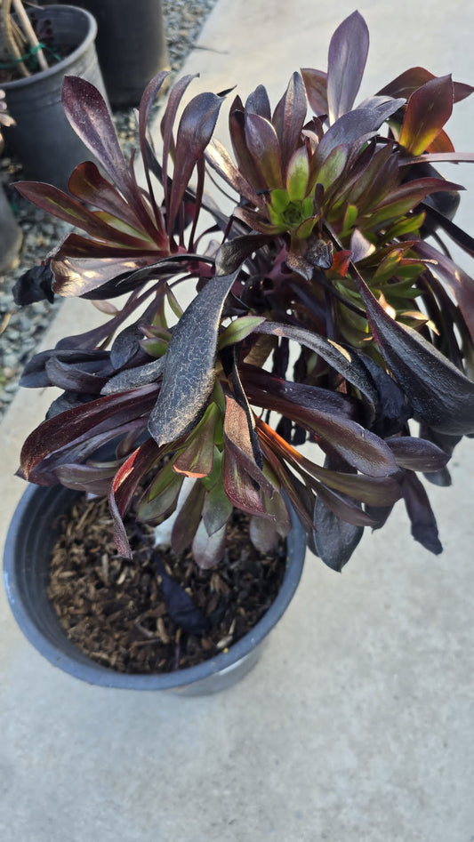 Aeonium Arboreum Black 'Zwartkop' in 5 gallon pot Easy care