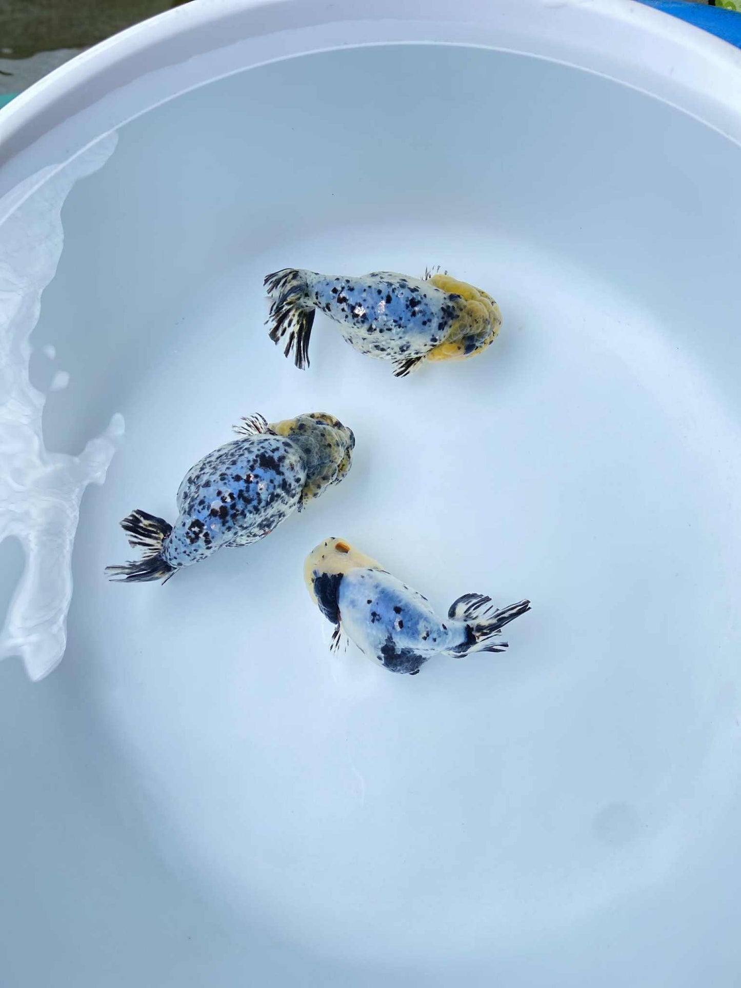 (RAN-11-AA/AAA) Calico Ranchu High Quality Wholesale Bag - Pick Size and Quantity in Bag