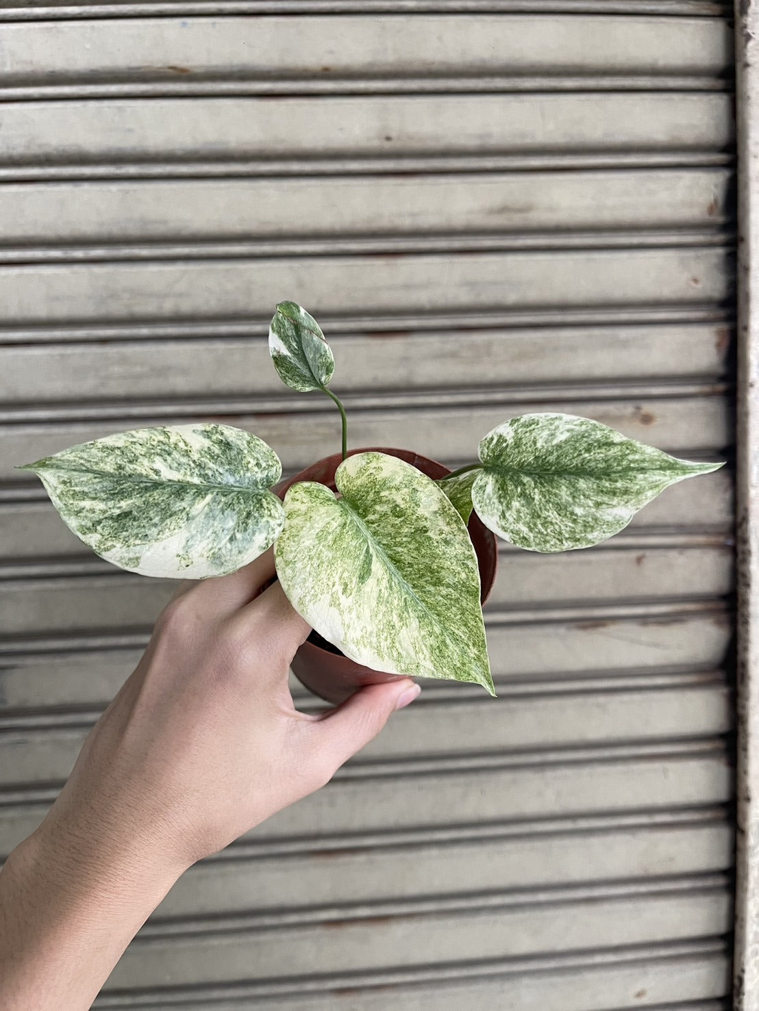 (UG-13sm)Root in moss 3-4 leaves- Monstera Delisiosa 'Legacy' Smaller Variegated Rare Plant- Get Similar to the picture