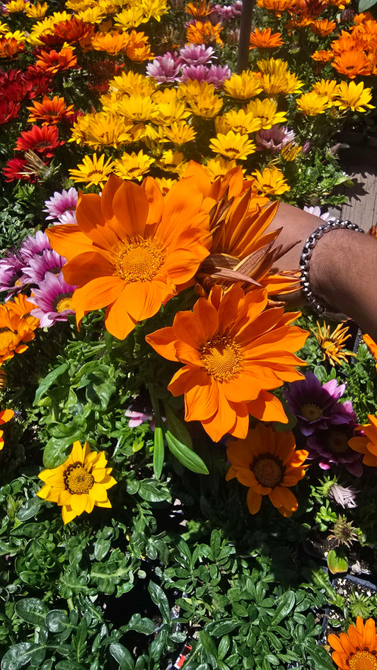 Gazania flowers orange, also known as Treasure Flowers or African Daisies 6 set of 4 inch pot