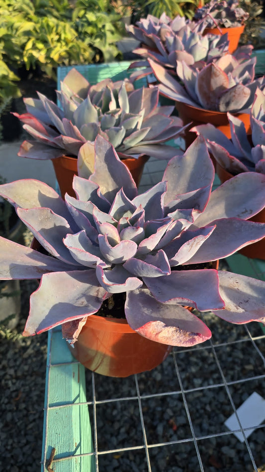 Echeveria purple in 6 inch pot full sun easy care