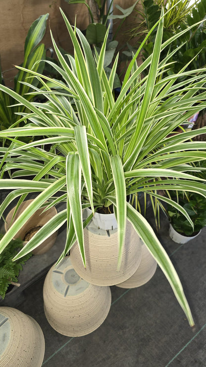 Spider plant reverse in a 6 inch pot very full