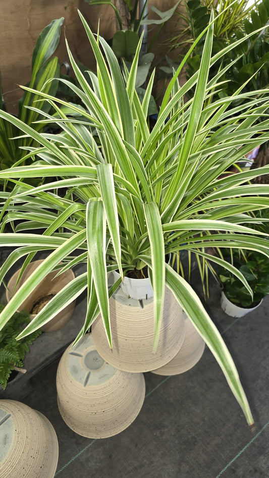 Spider plant reverse in a 6 inch pot very full