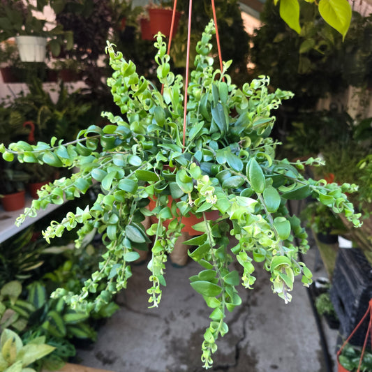 Curly Lipstick Plant(give flowers) shade indoor and outdoor easy care in 6 inch pot