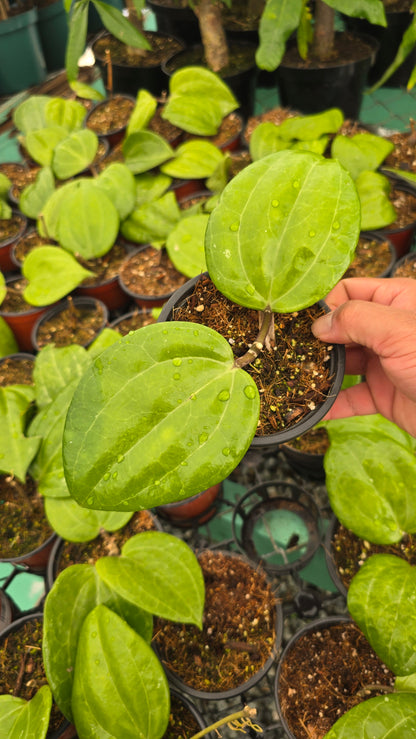 Hoya Sarawak, aka Hoya latifolia 'Sarawak' 2-3 leaves - Rare, get Similar in 4 inch pot