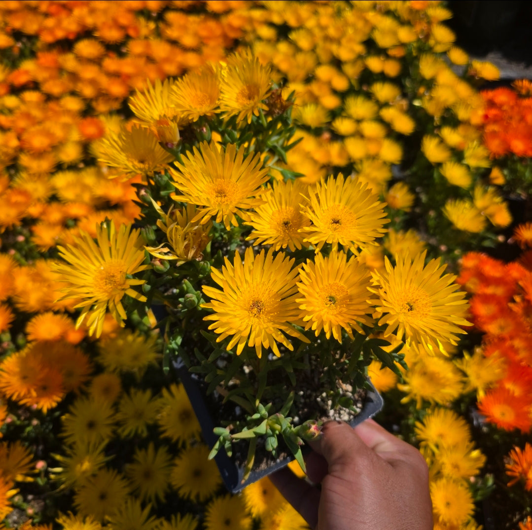 Yellow Lampranthus spectabilis AKA trailing ice plant. 6 pack 2inch pots