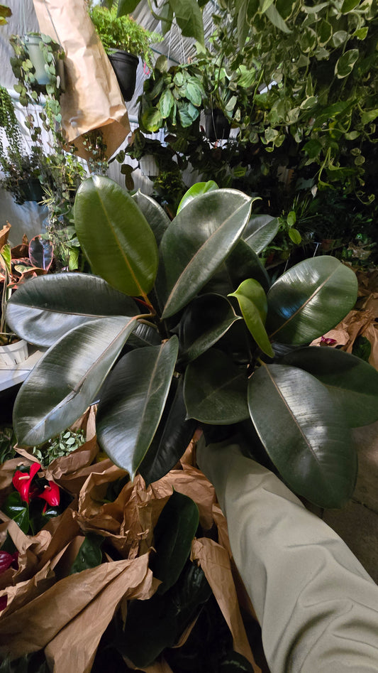 6 inch Pot - Ficus elastica "Cabernet" Variegated Rubber Tree