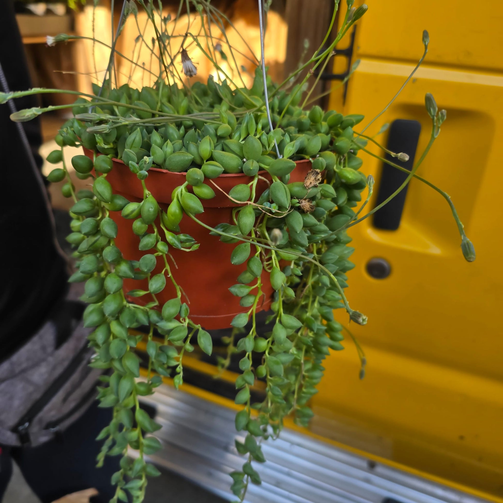 hanging succulent pots Curio radicans in 6 inch pot hanging succulent plant