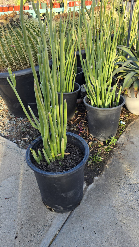 Ceropegia dichotoma plant in 5 gallon pot