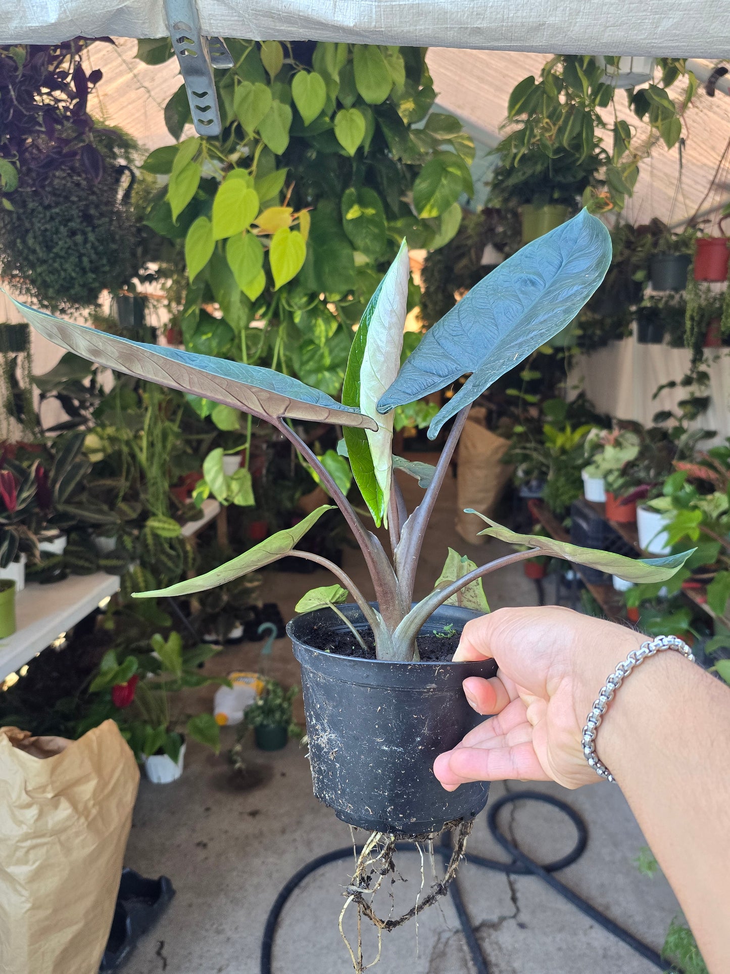 6 inch pot - Alocasia Scalprum - Get Similar