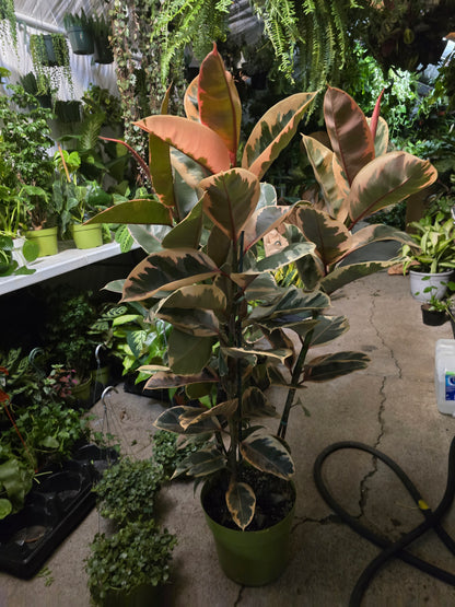 10 inch Pot - 4 ft tall XL size Ficus elastica "Ruby" Variegated Rubber Tree Elegant-  Get similar