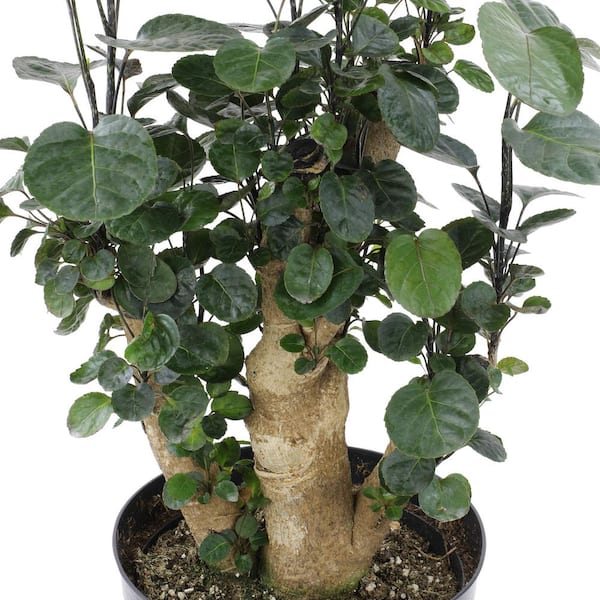 Aralia Fabian Tree Stump Unique Bonsai Live Plant, 8 inch Pot, Green/Purple Foliage - Get similar to picture