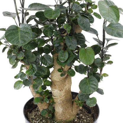 Aralia Fabian Tree Stump Unique Bonsai Live Plant, 8 inch Pot, Green/Purple Foliage - Get similar to picture
