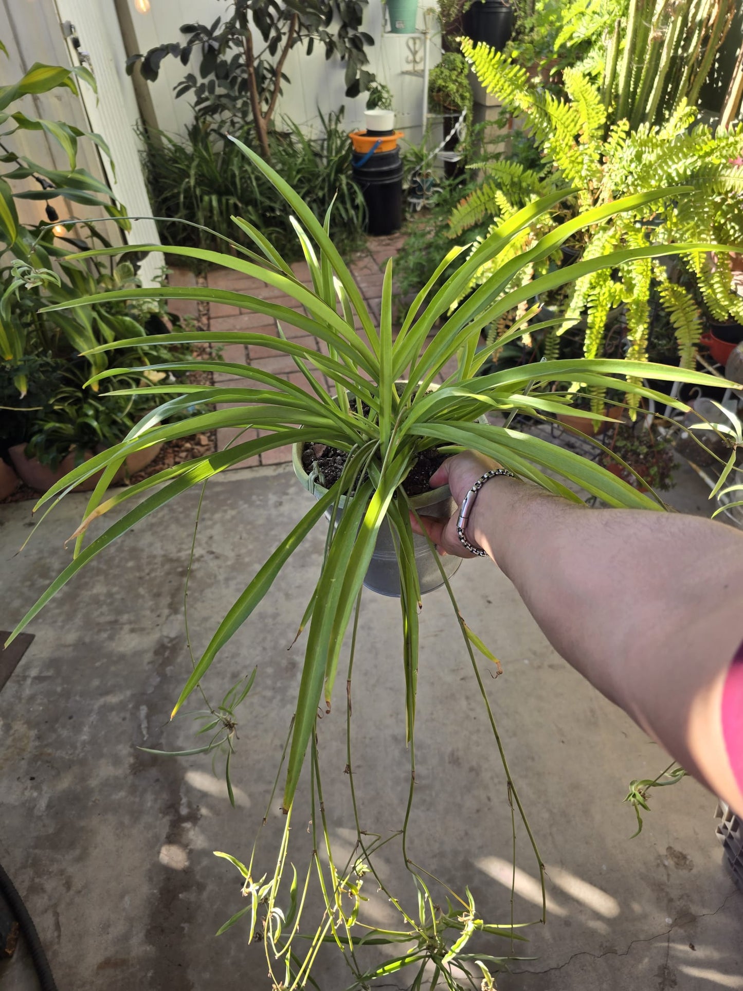 Full Green Spider Plant in 6 inch pot