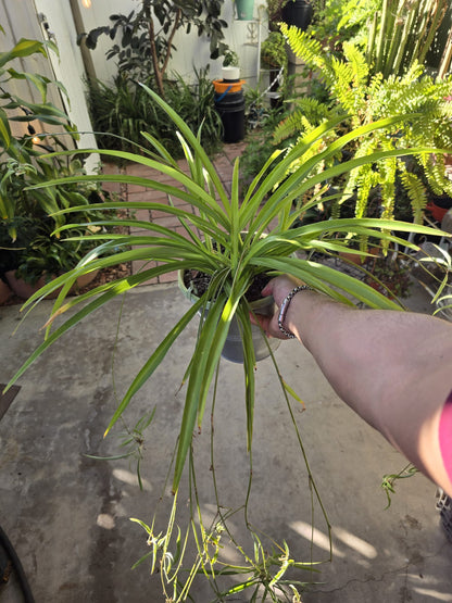 Spider plant reverse in a 6 inch pot very full
