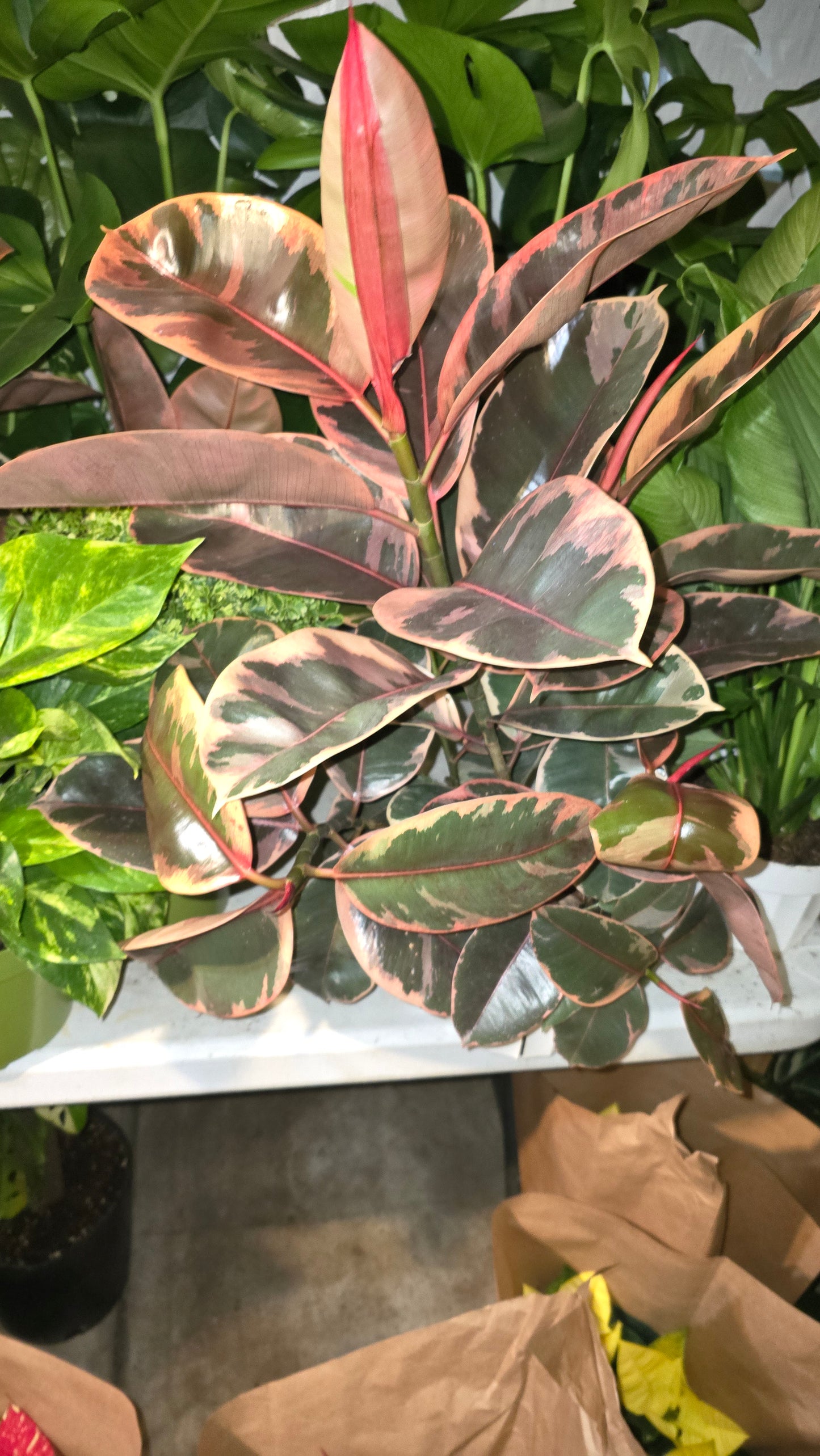 6 inch Pot - Ficus elastica "Red Ruby" Variegated Rubber Tree