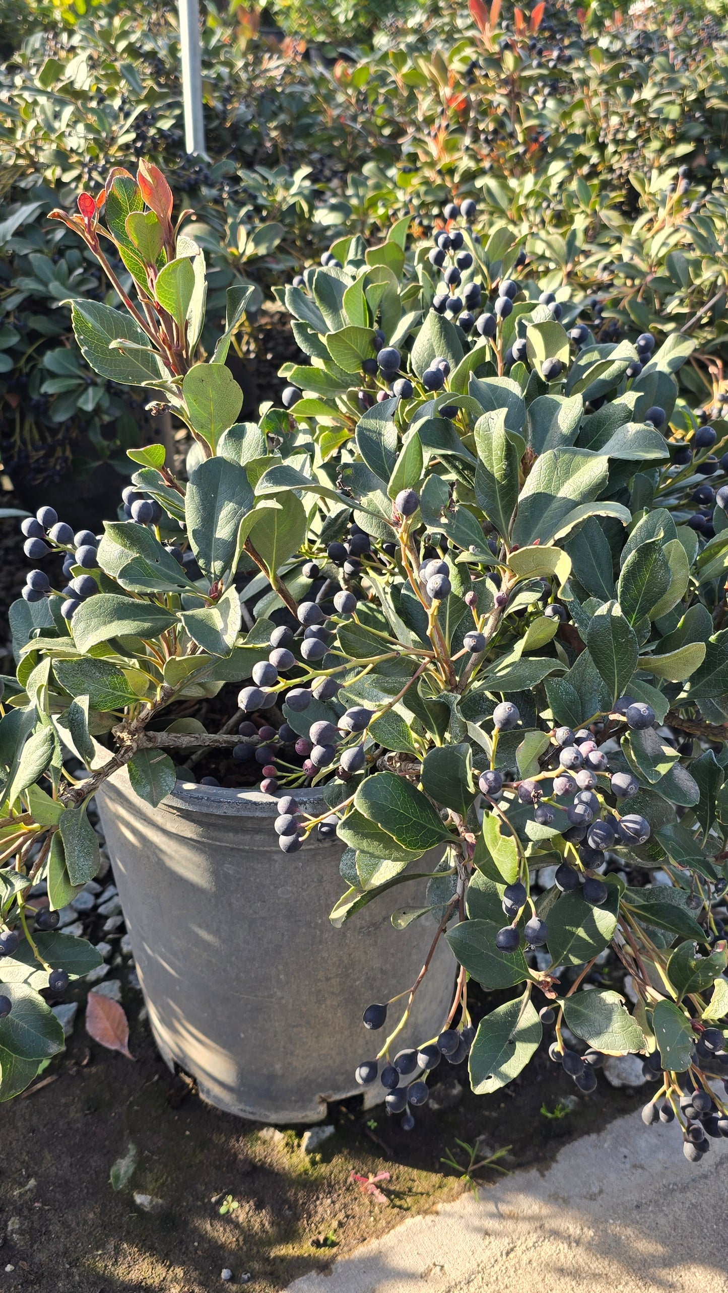 Rhaphiolepis indica 'Clara' 5 gallon pot - Get similar