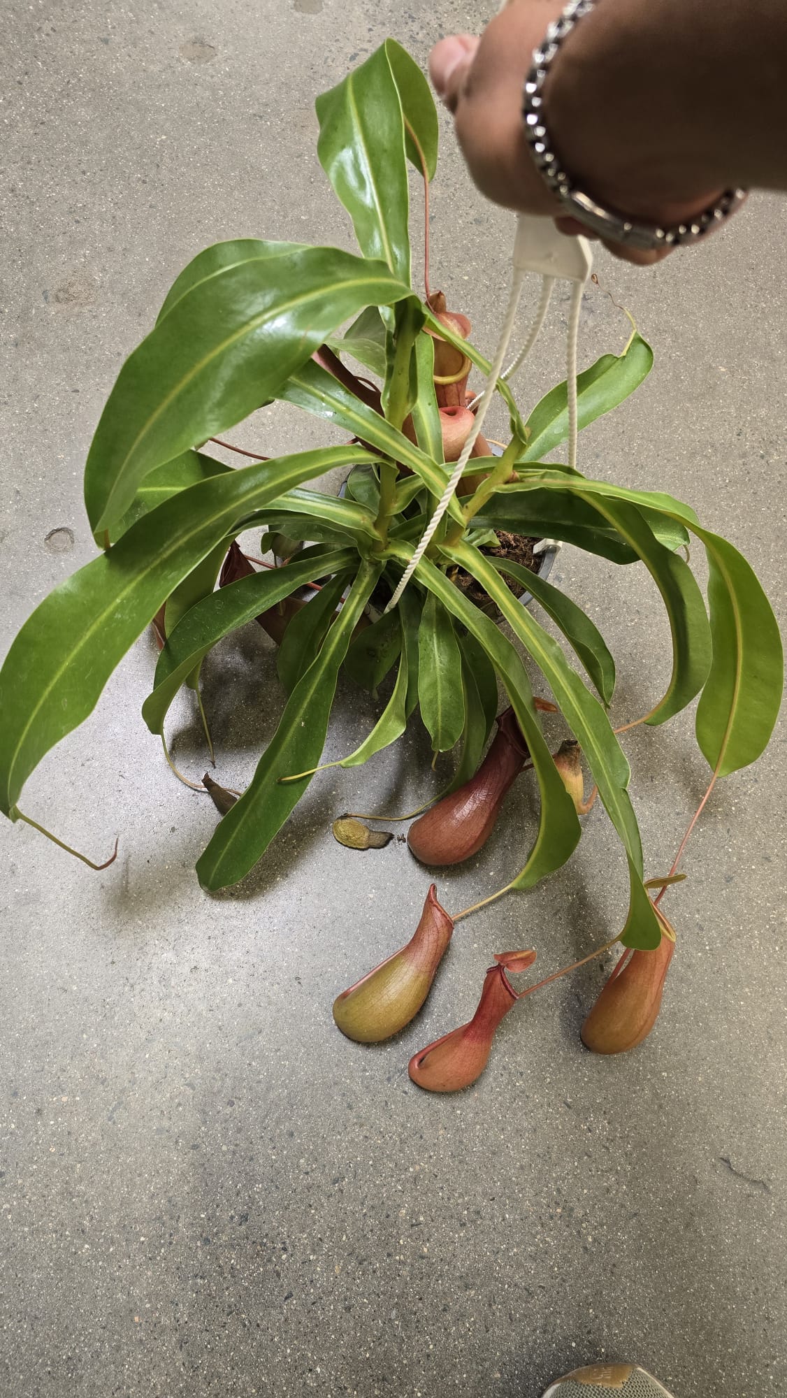 Nepenthes × ventrata Carnivorous plant 6 inch pot easy care - Get similar