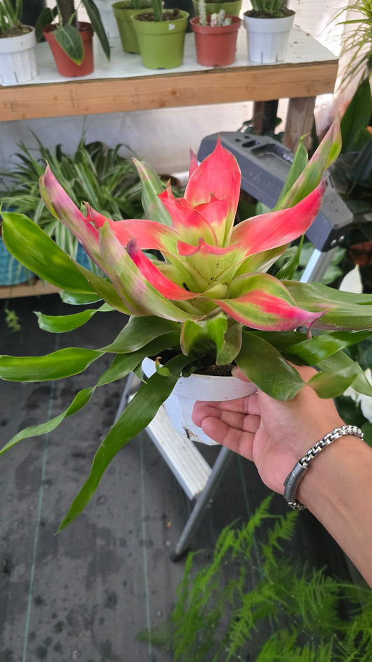6 inch Pot - XL Live Plant Bromeliad Neoregelia (Medusa)  Get similar to the picture