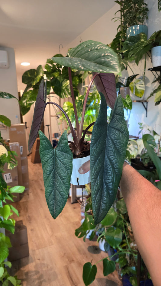 4 inch pot - Alocasia Scalprum - Get Similar