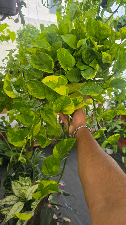Epipremnum aureum Lemon Meringue