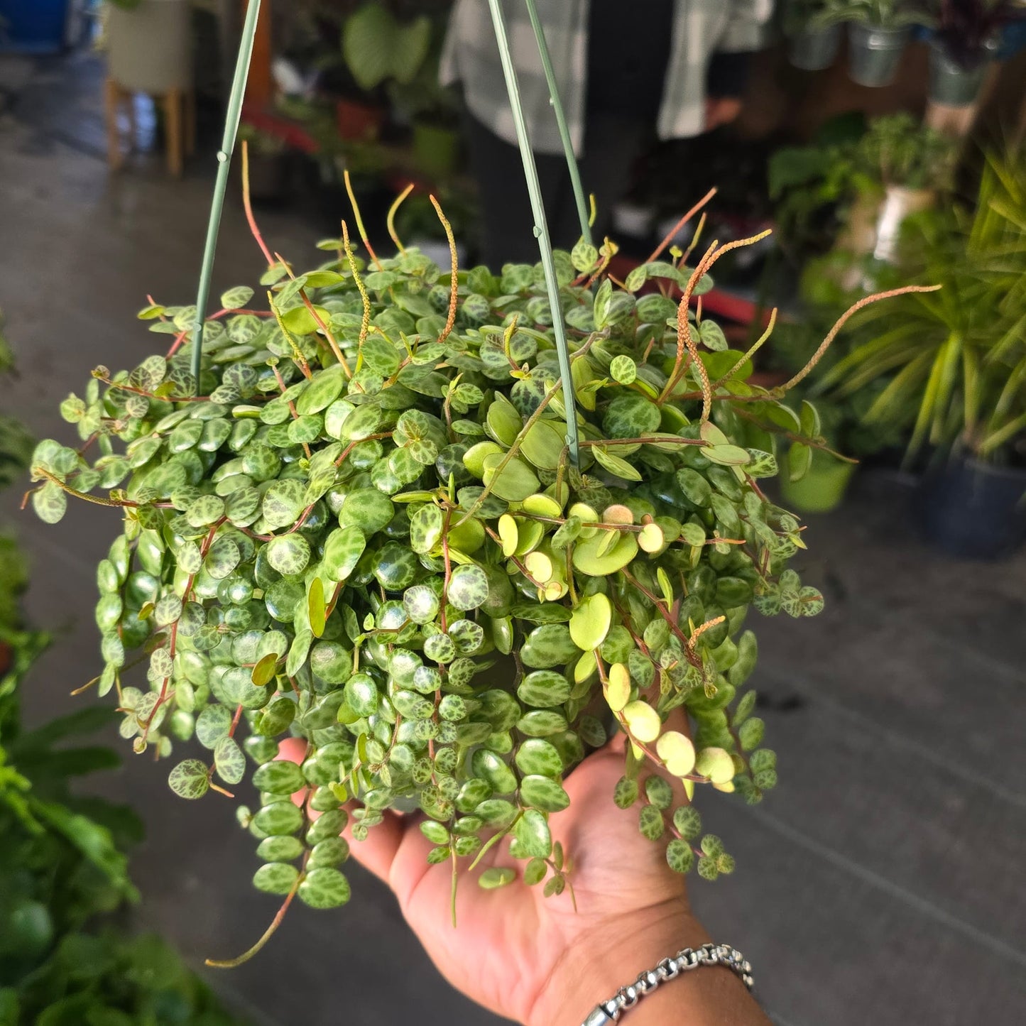 String of Turtles Succulent plant easy care in 6 inch pot