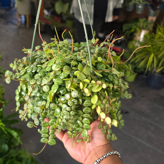 String of Turtles Succulent plant easy care in 6 inch pot